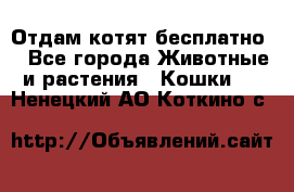 Отдам котят бесплатно  - Все города Животные и растения » Кошки   . Ненецкий АО,Коткино с.